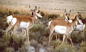 Antelope1