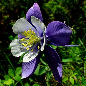 Aquilegia coerulea1JOST