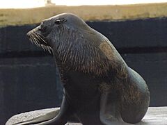 Australian fur seal 02