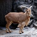 Barbary Sheep Tennoji