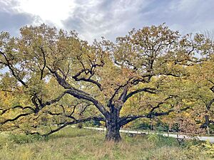 Bedford Oak, October 2022