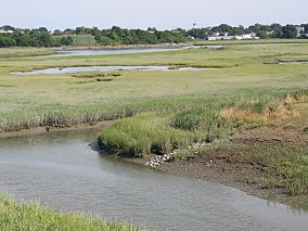 BelleIsleMarsh1Alc.JPG