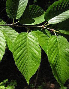 Betula alleghaniensis 5349050