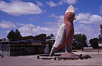 Big Galah Kimba.jpg