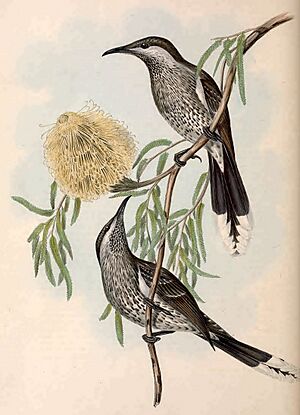 Birds of Australia Gould vol 4 plate 57.jpg