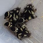 Black-bellied whistling ducklings