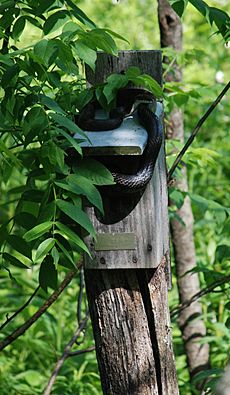 Black Rat Snake - Elaphe obsoleta 5