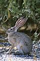 Black tailed jackrabbit