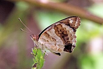 Blue pansy (Junonia oenone) underside