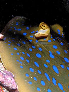 Blue spotted ray komodo