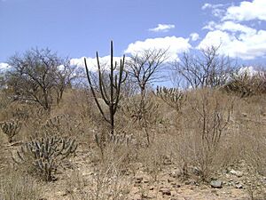 Caatinga-400x300