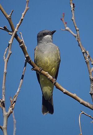 Cassin's Kingbird (30820982955).jpg