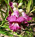 Chilopsis linearis Rio Salado 1