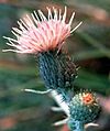 Cirsium pitcheri.jpg