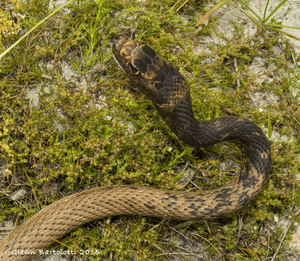 Coachwhip, Ccoachwhip, Masticophis flagellum