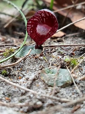 Corybas undulatus.jpg