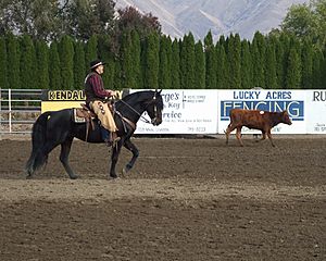 Cream Ridge Marty Morgan stallion