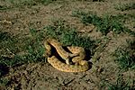 Crotalus viridis 02