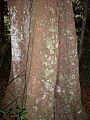 Cryptocarya glaucescens-bark2