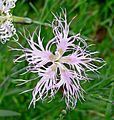 Dianthus superbus 5