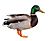 Duck-293474 white background.jpg