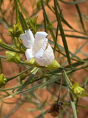 Eremophila gibsonii white form