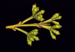 Eucalyptus dendromorpha buds