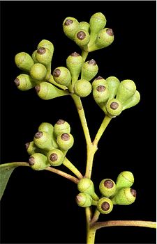 Eucalyptus lucasii buds