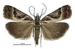 Eudonia hemicycla male.jpg