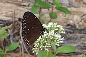 Euploea tulliolus