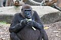 Female Gorilla at Taronga Zoo (6762961515)