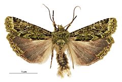 Feredayia graminosa male.jpg