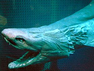 Frilled shark head2