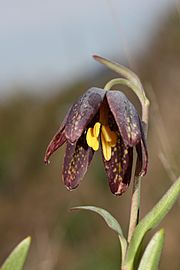 Fritillaria affinis 6603