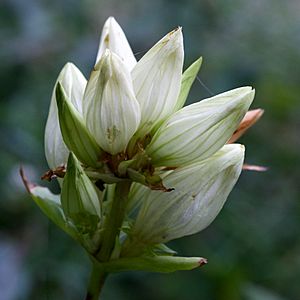 Gentiana alba.jpg