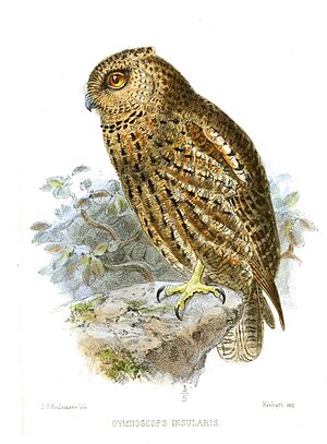 GymnoscopsInsularisKeulemans.jpg