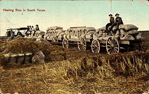 Hauling rice in South Texas