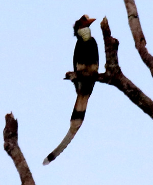 Helmeted Hornbill