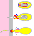 Hydra nematocyst firing 01