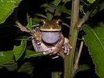 Hypsiboas crepitans.jpg