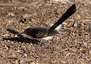 Juvenile Rhipidura leucophrys - Ingle Farm - feeding