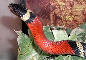 Lampropeltis-triangulum-sinaloae-013.jpg