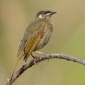 Lewin's Honeyeater - Penrith.jpg