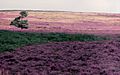 Longridge Fell, Lancashire