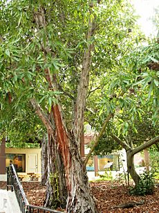 Lyonothamnus floribundus floribundus