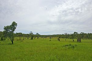 Magnetic Termite Mounds