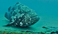 Malabar Grouper (Epinephelus malabaricus) (8502057283)