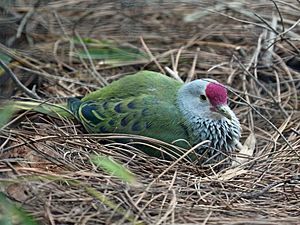 Mariana Fruit Dove RWD