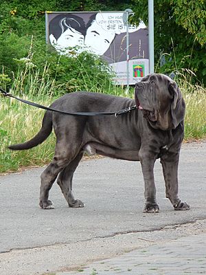 Mastino Napoletano Rüde