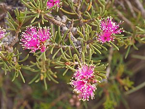 Melaleuca calyptroides.jpg